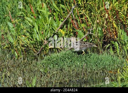 African Snipe (Gallinago nigripennis nigripennis) Erwachsener steht in Sumpfwakerstroom, Südafrika November Stockfoto