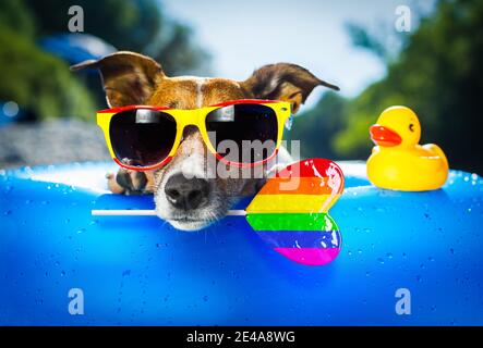 jack russell Hund auf blaue Luftmatratze in Homosexuell Stolz Im Sommer Urlaub am Strand oder Fluss im Wasser Erfrischender Regenbogen Candy Stick oder Lollipop Stockfoto