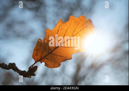 Ein einsames getrocknetes Eichenblatt auf einem Baum mit der Wintersonne im Hintergrund. Nahaufnahme eines Baumblattes. Stockfoto