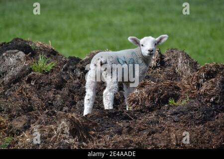 Frühlingslamm Steht Auf Dung Heap Im Bauernfeld - Yorkshire - Großbritannien Stockfoto