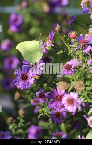 Schwefel-Schmetterling (Gonepteryx rhamni) auf einem Aster Stockfoto