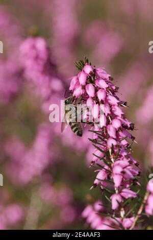 Blühende Schneeheide (Erica carnea) mit Honigbiene (APIs mellifera) Stockfoto