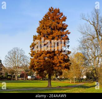 Lärche (Larix), Neustadt am Rübengebirge, Niedersachsen Stockfoto