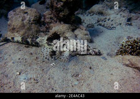 Großer Krokodilfisch liegt auf sandigen Meeresboden Stockfoto