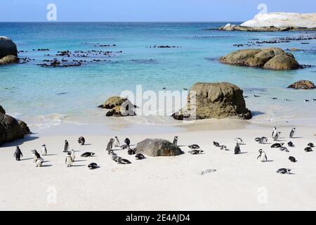 Kolonie afrikanischer Pinguine (Spheniscus demersus) am Strand, Boulders Beach oder Boulders Bay, Simons Town, Südafrika, Indischer Ozean Stockfoto