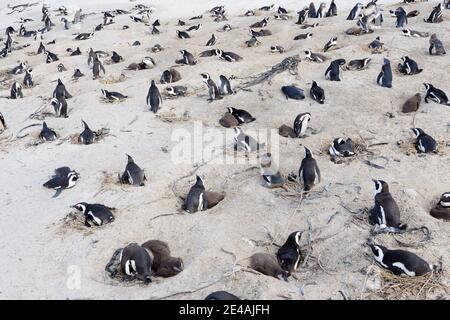 Kolonie afrikanischer Pinguine (Spheniscus demersus) am Nistplatz am Strand, Boulders Beach oder Boulders Bay, Simons Town, Südafrika, Indischer Ozean Stockfoto