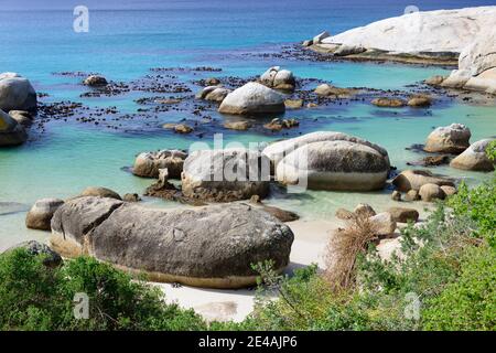 Boulders Beach mit afrikanischen Pinguinen (Spheniscus demersus) im Wasser, Pinguinkolonie, Simons Town, Südafrika, Indischer Ozean Stockfoto