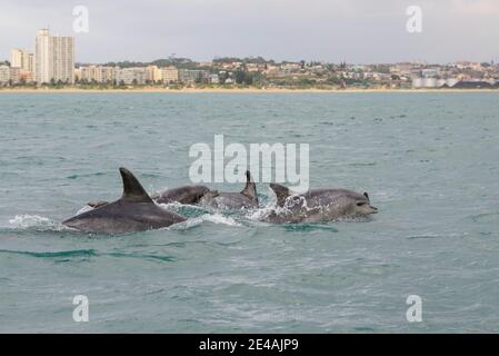 Der große Tümmler (Tursiops truncatus) in der Bucht vor Port Elizabeth, Algoa Bay, Nelson Mandela Bay, Südafrika, Indischer Ozean Stockfoto