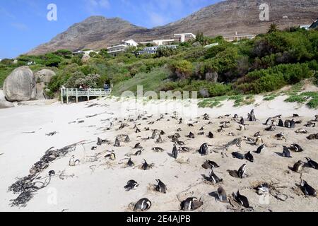 Kolonie afrikanischer Pinguine (Spheniscus demersus) am Nistplatz am Strand, Boulders Beach oder Boulders Bay, Simons Town, Südafrika, Indischer Ozean Stockfoto