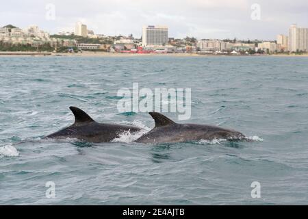 Der große Tümmler (Tursiops truncatus) in der Bucht vor Port Elizabeth, Algoa Bay, Nelson Mandela Bay, Südafrika, Indischer Ozean Stockfoto