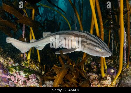 Pajama-Dogfish oder gestreifter Dogfish (Poroderma africanum), Port Elizabeth, Algoa Bay, Nelson Mandela Bay, Südafrika, Indischer Ozean Stockfoto