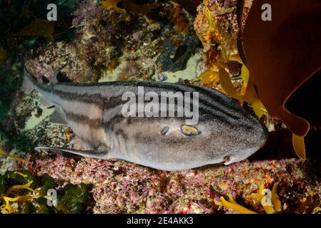 Pajama-Dogfish oder gestreifter Dogfish (Poroderma africanum), Port Elizabeth, Algoa Bay, Nelson Mandela Bay, Südafrika, Indischer Ozean Stockfoto