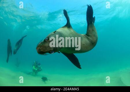 Südafrikanische Pelzrobbe (Arctocephalus pusillus pusillus) und Taucher, Plettenberg Bay, Südafrika, Indischer Ozean Stockfoto