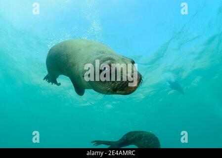 Südafrikanische Pelzrobbe (Arctocephalus pusillus pusillus), Plettenberg Bay, Südafrika, Indischer Ozean Stockfoto