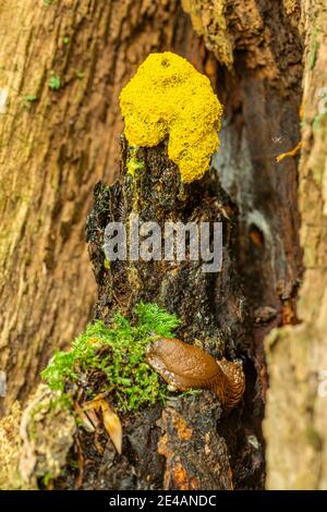 Hexenbutter oder gelbe Bräunungsblüte (Fuligo septica) Stockfoto