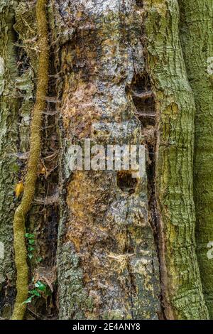 Baum mit gemeinem Efeu überwuchert Stockfoto