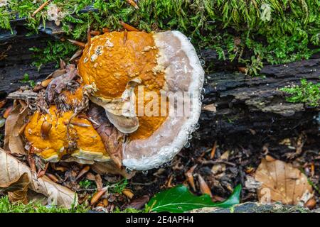 Zunder-Pilz (Fomes fomentarius), Natur im Detail Stockfoto