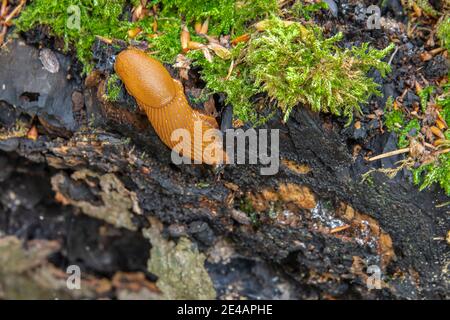 Spanische Schnecke (Arion vulgaris) auf dem Waldboden Stockfoto