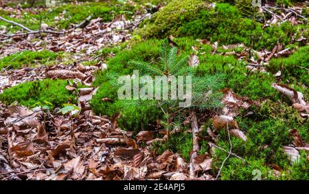 Junge Schotten Kiefer, Pinus sylvestris, Nahaufnahme Stockfoto