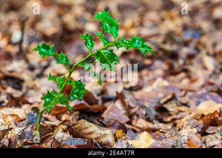 Holly / Christthorn (Ilex aquifolium), Blätter, Waldstillleben Stockfoto