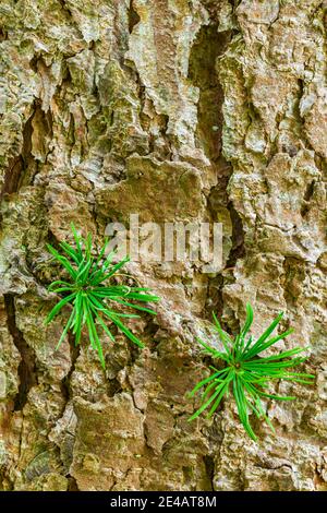 Lärche, Baumstamm mit jungen Trieben, Waldstillleben Stockfoto