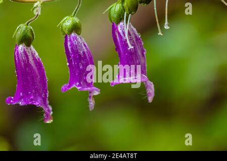 Blühender, wild wachsender roter Fuchshandschuh im Wald, Digitalis purpurea mit Wassertröpfchen Stockfoto