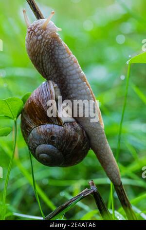 Römische Schnecke (Helix Pomatia) Stockfoto