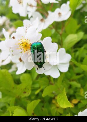 Grün schimmernder Rosenkäfer auf weißen Blüten Stockfoto