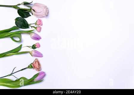 Lila Tulpen und rosa Rosen auf weißem Hintergrund Nahaufnahme auf der linken Seite. Frühjahr Saison Konzept. Minimale Zusammensetzung. Reihe von bunten Tulpen Blumen flach Stockfoto