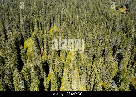 Tannenwald von oben Stockfoto