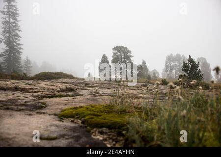 Felsiger Untergrund mit Gräsern aus Froschperspektive, Baumsilhouetten im Hintergrund Stockfoto