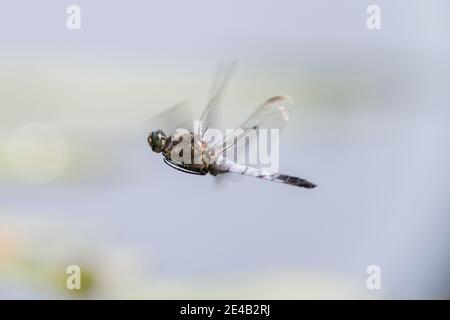 Hellblaue Libelle im Flug Stockfoto