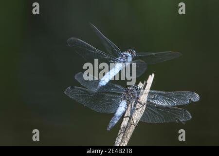 Hellblaue Libelle im Flug und auf Schilf Stockfoto