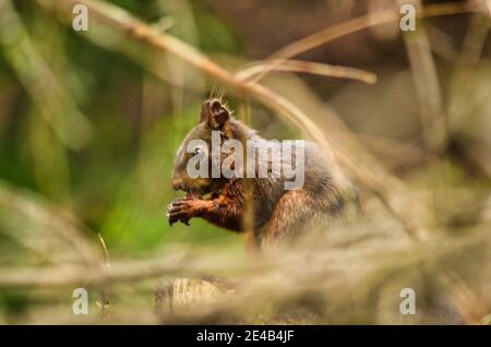 Eichhörnchen im Wald frisst eine Nuss. Tierfoto im Wald oberhalb von Davos Schweiz. Nahaufnahme eines Nagetieres Stockfoto