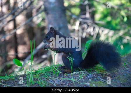 Eichhörnchen im Wald frisst eine Nuss. Tierfoto im Wald oberhalb von Davos Schweiz. Nahaufnahme eines Nagetieres Stockfoto