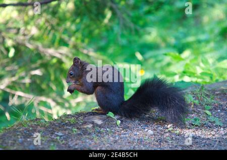 Eichhörnchen im Wald frisst eine Nuss. Tierfoto im Wald oberhalb von Davos Schweiz. Nahaufnahme eines Nagetieres Stockfoto