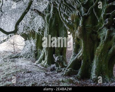 Riesige Flechten und frostbedeckte Buchen bilden eine Linie wie eine Szene aus dem gruseligen Film North Wessex Downs AONB Stockfoto