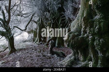 Riesige Flechten und frostbedeckte Buchen bilden eine Linie wie eine Szene aus dem gruseligen Film North Wessex Downs AONB Stockfoto