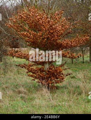 Eine kupferne Buche mit golden hellen Blättern, die abfalle Im Winter loslassen Stockfoto