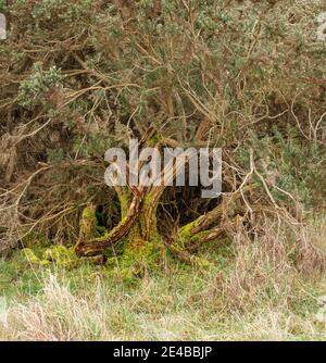 Alte Weißdorn mit leuchtend grünen Flechten bedeckt leuchtet in der Winternachmittagssonne Stockfoto