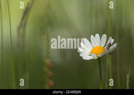 Single marguerite mit Fliege auf einer Wiese Stockfoto