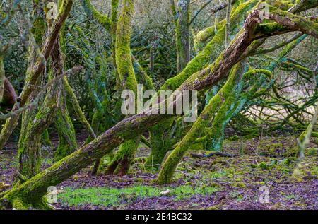 Alte Bäume und Sträucher, die mit leuchtend grünen Flechten bedeckt sind, leuchten In der Winternachmittagssonne Stockfoto