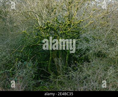 Alte Weißdorn mit leuchtend grünen Flechten bedeckt leuchtet in der Winternachmittagssonne Stockfoto