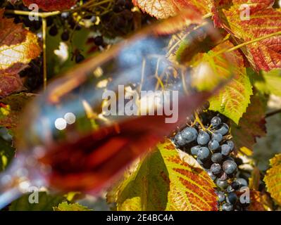Das verschwommene Glas eines Rotweins, auf dem Hintergrund eines Weinbergs mit Trauben. Stockfoto