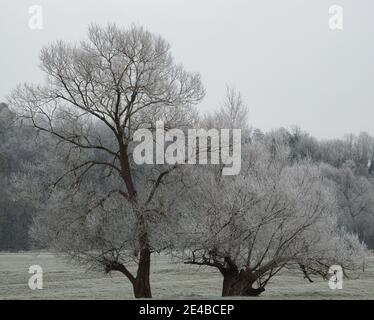 Ein Paar von frostigen schneebedeckten Eichen, eine mit einem verdrehten und geteilten Stamm Basis Stockfoto