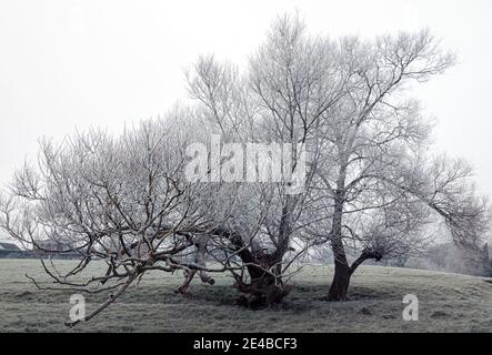 Ein Paar von frostigen schneebedeckten Eichen mit Ästen Die Kamera erreichen Stockfoto