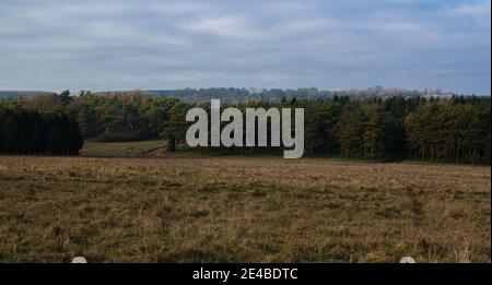 Blick über ein Grasfeld zwischen Wald Copse mit hohen Pinien und Tannen an den unteren Hängen von Sidbury Hill, Wiltshire Stockfoto