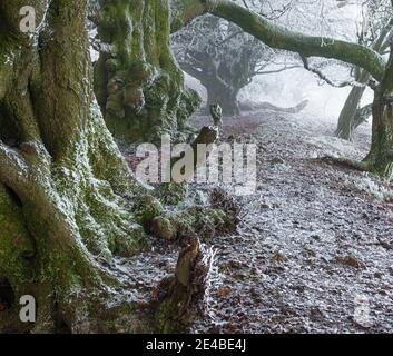 Riesige Flechten und frostbedeckte Buchen bilden eine Linie wie eine Szene aus dem gruseligen Film North Wessex Downs AONB Stockfoto