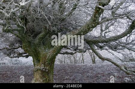 Riesige Buche bedeckt mit einem dicken weißen Frost mit einem massiven Vögel nisten in der Krone, North Wessex Downs AONB Stockfoto