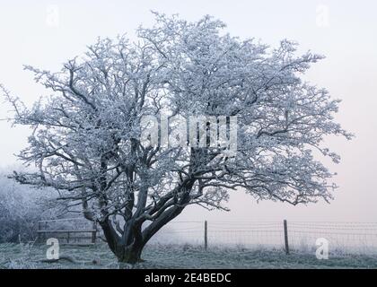 Ein einäugiges Baumkrone, bedeckt mit dichtem weißem Frost vor einem tiefen Nebelgrund auf Martinsell Hill, Wiltshire, North Wessex Downs AONB Stockfoto